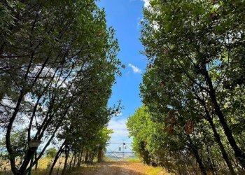 Foto 11 - Rustico Contrada Cancello
 
snc, Monterubbiano - foto 11