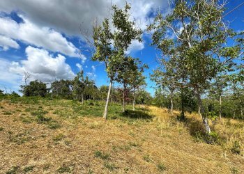 Foto 13 - Rustico Contrada Cancello
 
snc, Monterubbiano - foto 13