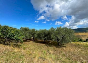 Foto 16 - Rustico Contrada Cancello
 
snc, Monterubbiano - foto 16