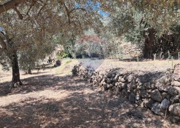 Giardino - Terreno agricolo contrada Mastrissa, Castelmola - foto 12