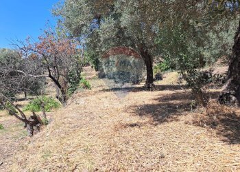 Giardino - Terreno agricolo contrada Mastrissa, Castelmola - foto 13