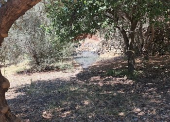 Giardino - Terreno agricolo contrada Mastrissa, Castelmola - foto 14