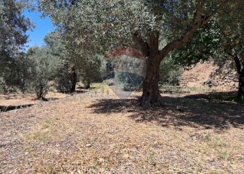 Giardino - Terreno agricolo contrada Mastrissa, Castelmola - foto 20