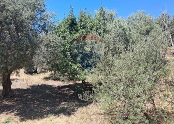 Giardino - Terreno agricolo contrada Mastrissa, Castelmola - foto 21