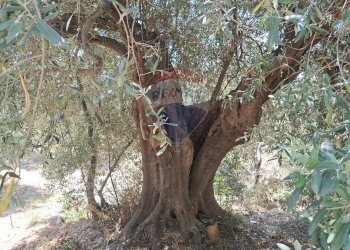 Giardino - Terreno agricolo contrada Mastrissa, Castelmola - foto 25