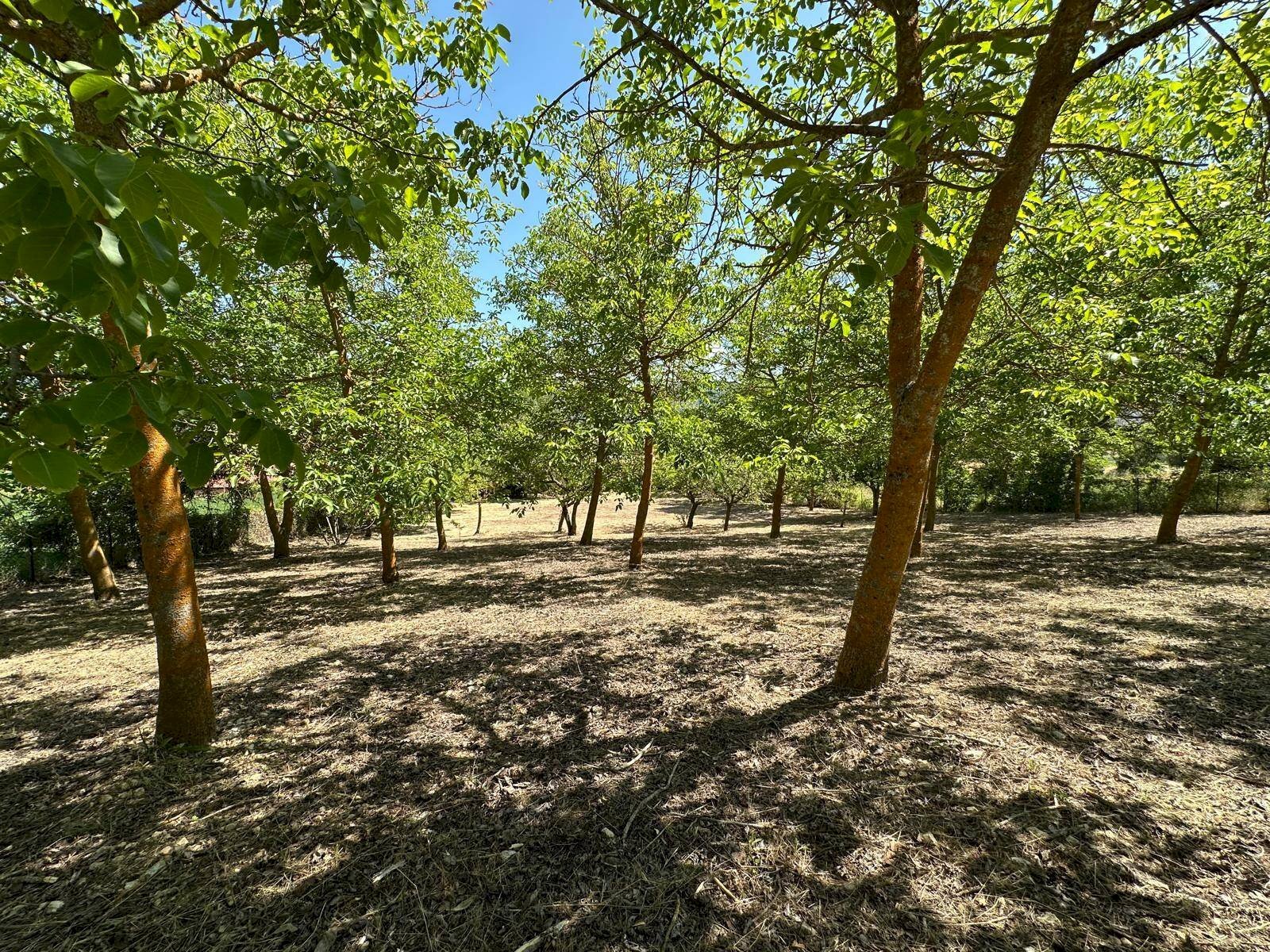 Foto 2 - Building land Via Turri
 
snc, Caporciano - photo 2