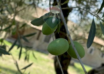 Dettagli - Rustic Rocchetta a Volturno - photo 64