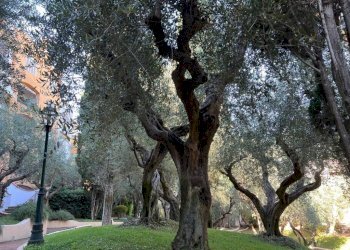 Giardino - Trilocale via Caravaggio, 15, Monte Argentario - foto 24