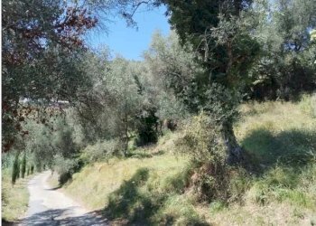 Terreno edificabile Perinaldo - foto 3