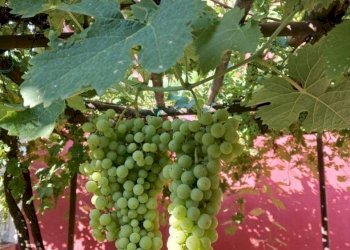 Foto 26 - Villa via generale amedeo liberati
 
7, Rieti - foto 26