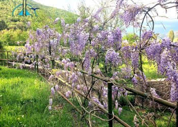 Foto 34 - Villa via generale amedeo liberati
 
7, Rieti - foto 34