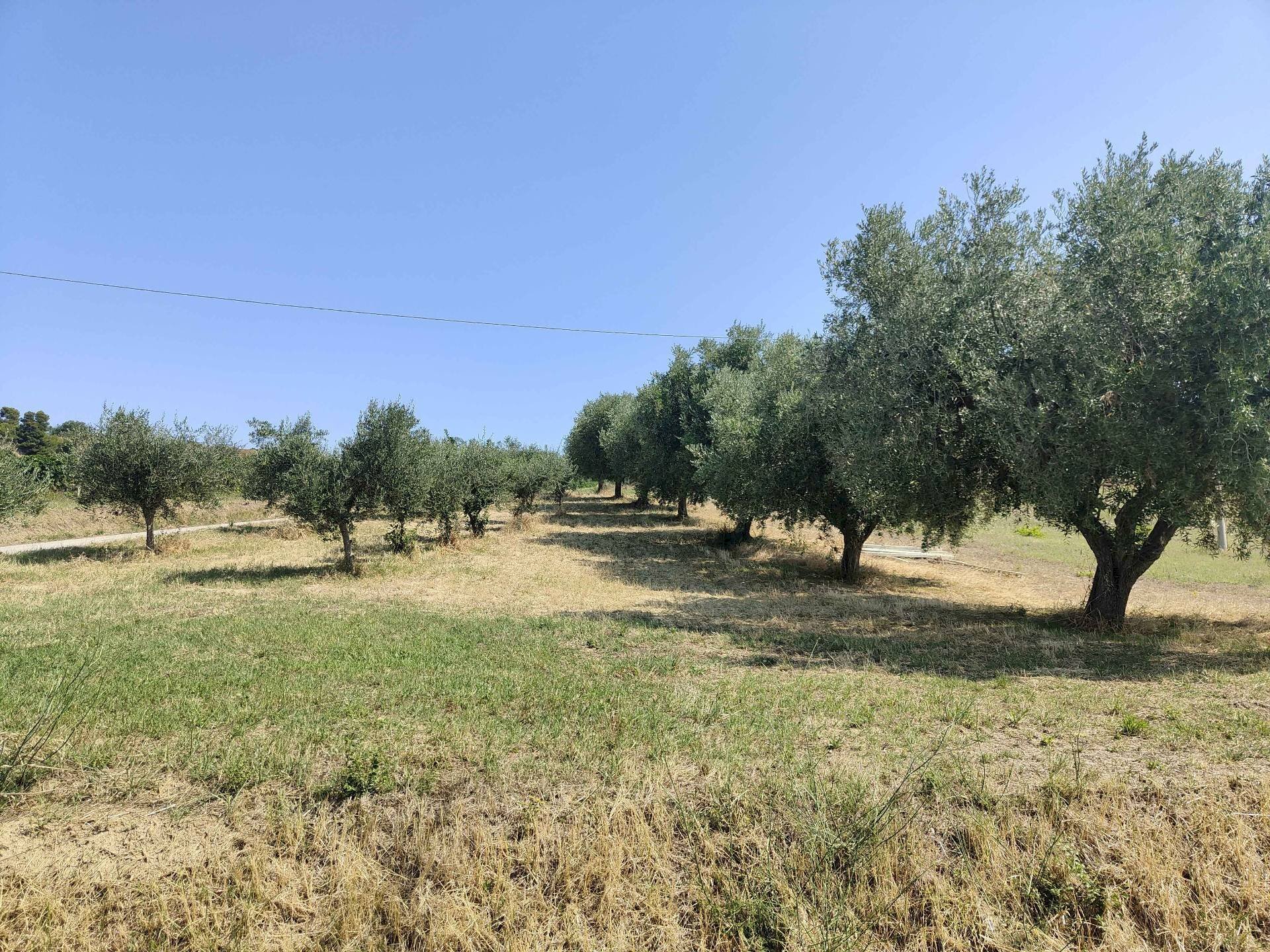 Foto 2 - Terreno agricolo Contrada Magazzini, Acquaviva Picena - foto 2