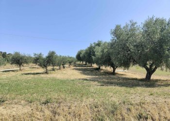 Foto 2 - Agricultural land Contrada Magazzini, Acquaviva Picena - photo 2