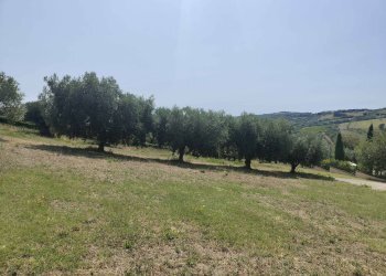 Foto 9 - Agricultural land Contrada Magazzini, Acquaviva Picena - photo 9