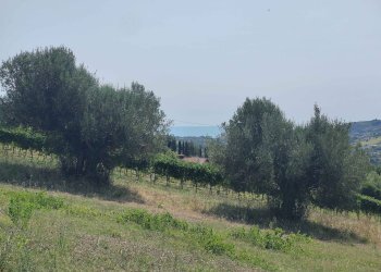 Foto 10 - Agricultural land Contrada Magazzini, Acquaviva Picena - photo 10