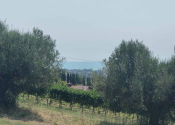 Foto 11 - Agricultural land Contrada Magazzini, Acquaviva Picena - photo 11