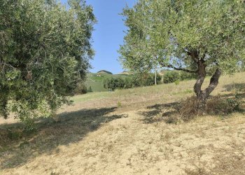 Foto 12 - Agricultural land Contrada Magazzini, Acquaviva Picena - photo 12