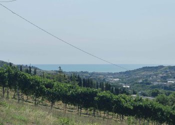 Foto 14 - Agricultural land Contrada Magazzini, Acquaviva Picena - photo 14