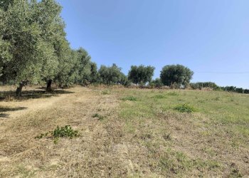 Foto 15 - Agricultural land Contrada Magazzini, Acquaviva Picena - photo 15