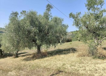 Foto 16 - Agricultural land Contrada Magazzini, Acquaviva Picena - photo 16