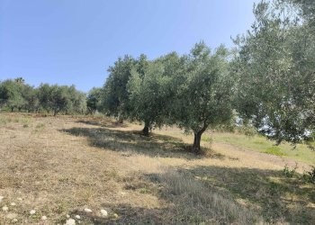 Foto 17 - Agricultural land Contrada Magazzini, Acquaviva Picena - photo 17