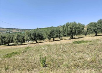 Foto 20 - Agricultural land Contrada Magazzini, Acquaviva Picena - photo 20