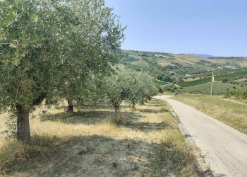 Foto 21 - Agricultural land Contrada Magazzini, Acquaviva Picena - photo 21
