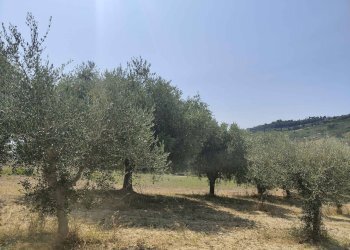 Foto 27 - Agricultural land Contrada Magazzini, Acquaviva Picena - photo 27