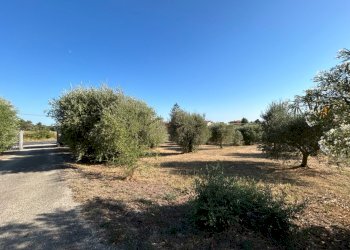 Giardino - Villa Via Dei Rutuli, Aprilia - foto 7