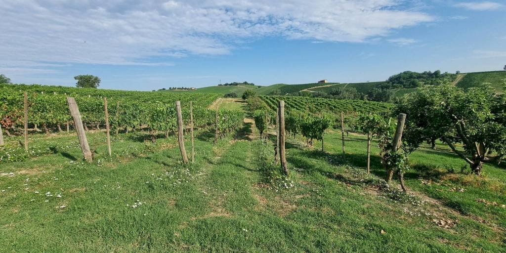 Terreno - Rustico Castelnuovo Calcea - foto 1