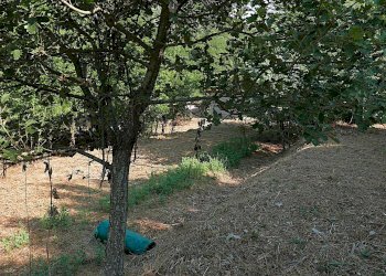 Casale Apricale, Apricale - foto 7