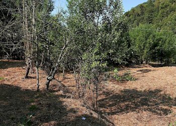 Casale Apricale, Apricale - foto 10