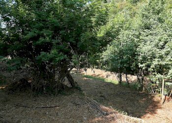 Casale Apricale, Apricale - foto 16