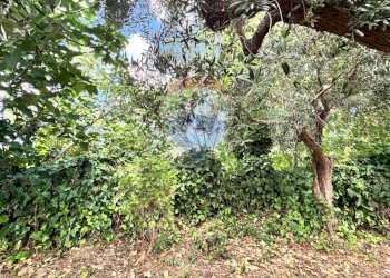 Giardino - Independent house Via IV Novembre
 
6, Frisa - photo 8