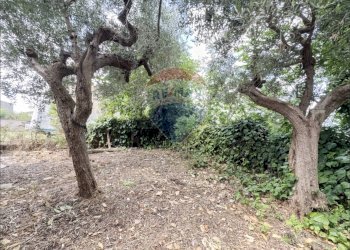 Giardino - Independent house Via IV Novembre
 
6, Frisa - photo 9