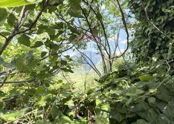 Giardino - Independent house Via IV Novembre
 
6, Frisa - photo 11