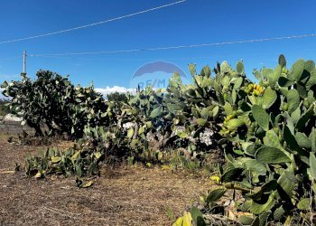 Giardino - Villa via pietre nere cava ispica
 
41, Modica - foto 12