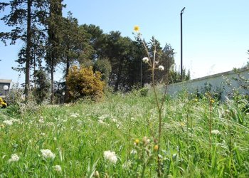 Foto 9 - Terreno edificabile Via Mottola
91, Martina Franca - foto 9