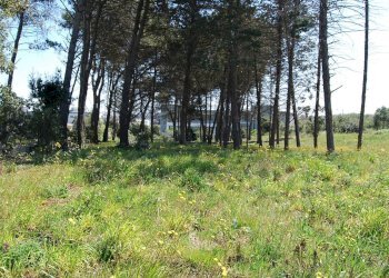 Foto 11 - Terreno edificabile Via Mottola
91, Martina Franca - foto 11