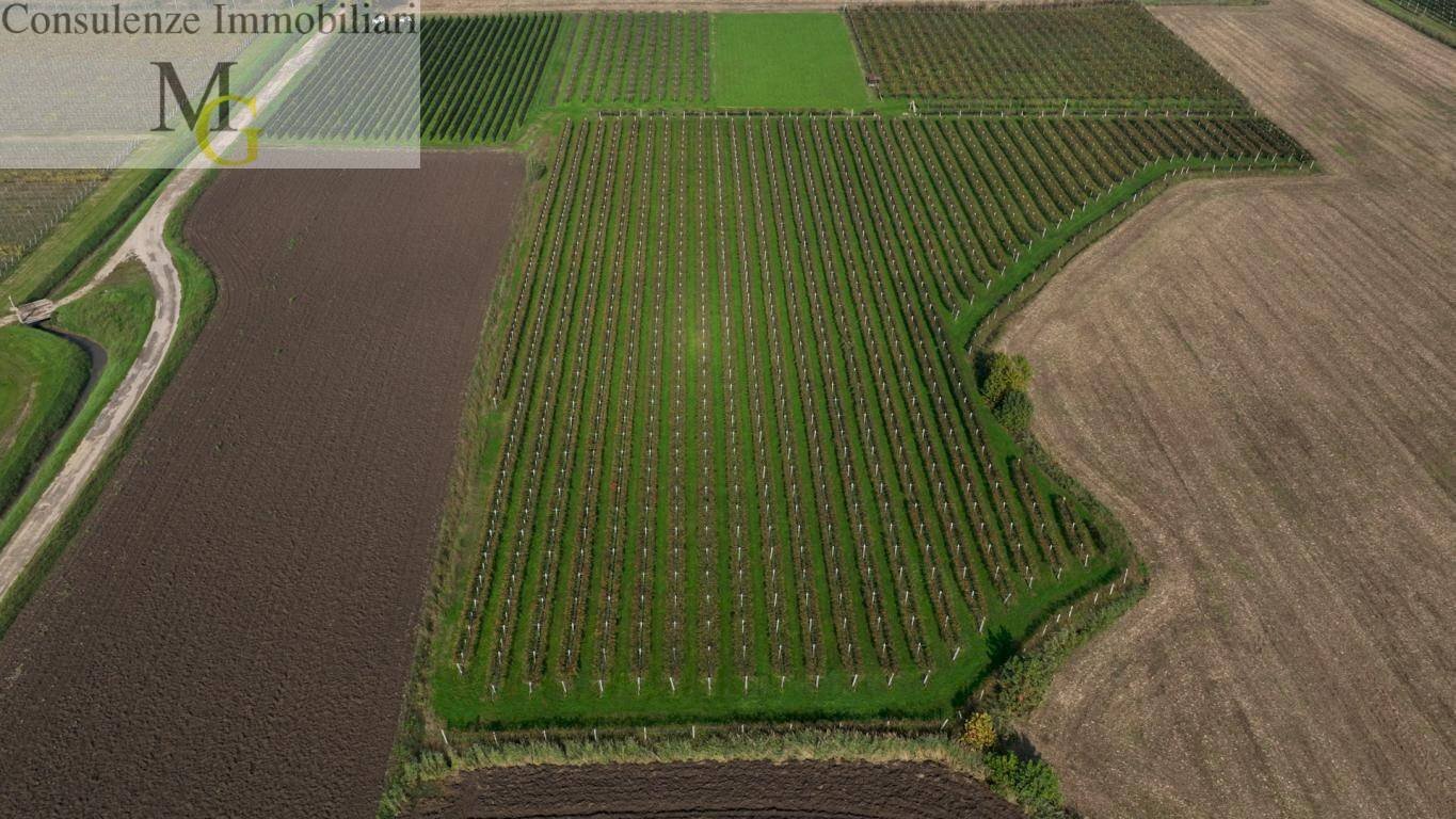 Foto 2 - Terreno agricolo San Bonifacio - foto 2