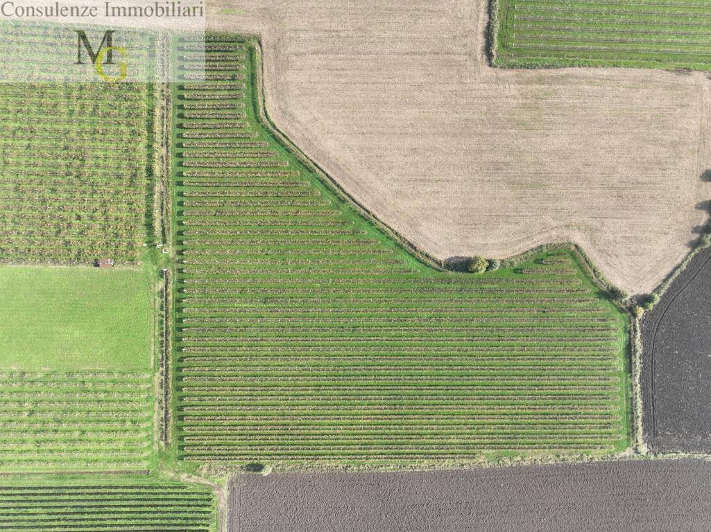 Foto 3 - Terreno agricolo San Bonifacio - foto 3