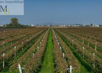 Foto 1 - Terreno agricolo San Bonifacio - foto 1