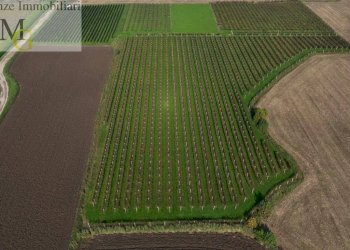 Foto 2 - Terreno agricolo San Bonifacio - foto 2
