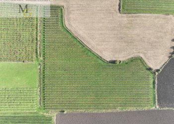 Foto 3 - Terreno agricolo San Bonifacio - foto 3