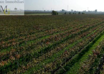 Foto 6 - Terreno agricolo San Bonifacio - foto 6