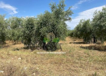 Foto 26 - Casa indipendente Via Sette Fratelli, Giulianova - foto 25