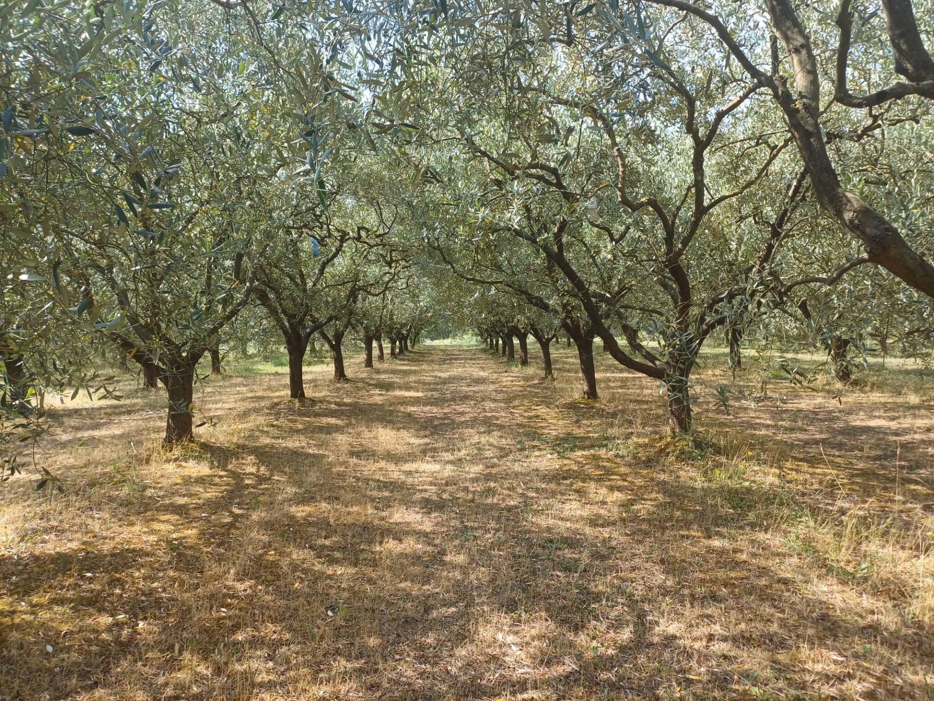 Foto 1 - Terreno agricolo via calcesana
 
-, San Giuliano Terme - foto 1