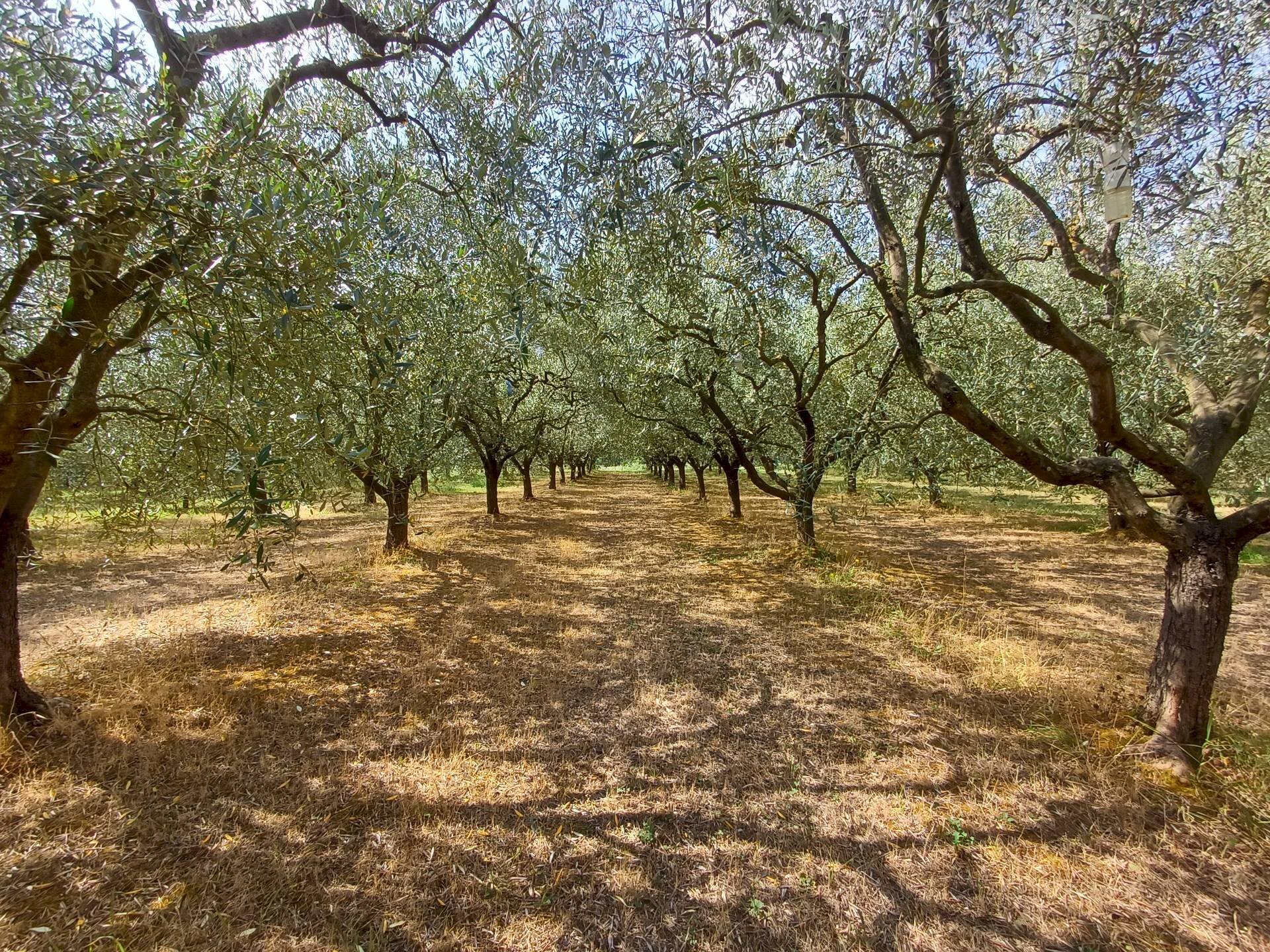 Foto 2 - Terreno agricolo via calcesana
 
-, San Giuliano Terme - foto 2