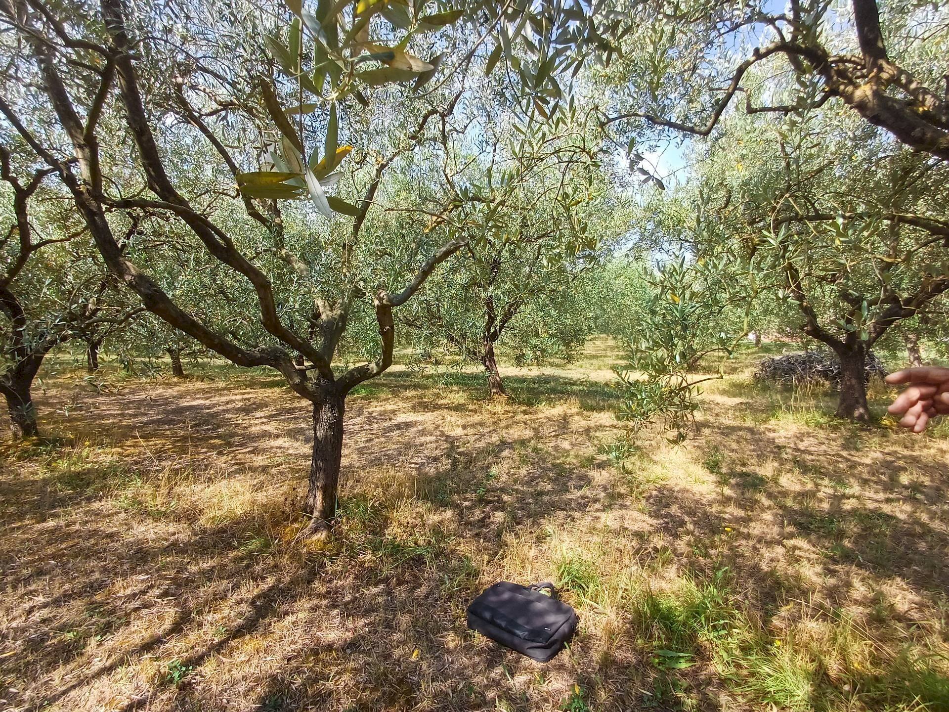 Foto 3 - Terreno agricolo via calcesana
 
-, San Giuliano Terme - foto 3