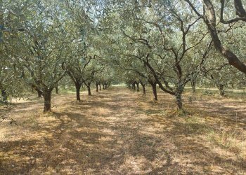 Foto 1 - Terreno agricolo via calcesana
 
-, San Giuliano Terme - foto 1